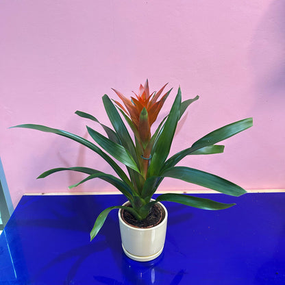 גוזמניה בכלי קרמיקה