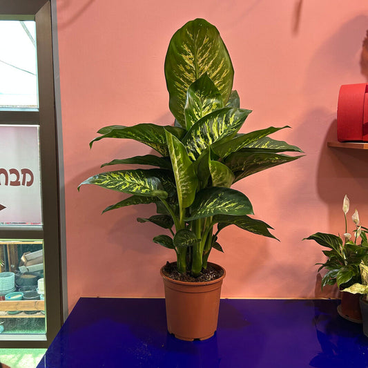 דיפנבכיה טרופיק